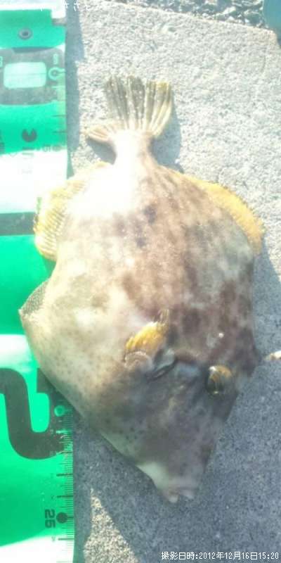 ����ϥ����ۥ��ܥ����ߥΥ�������¾��