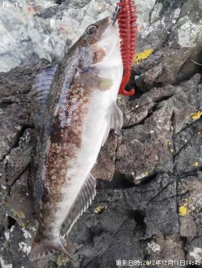 �����ʥ�