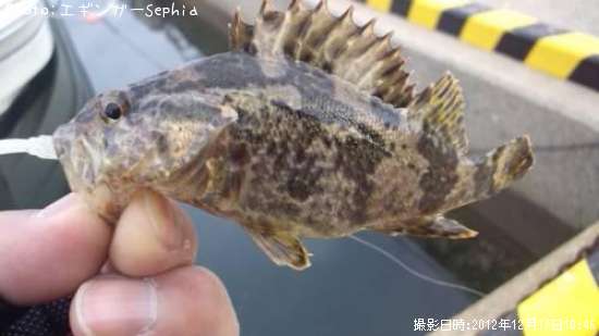 �����Υ���Х�