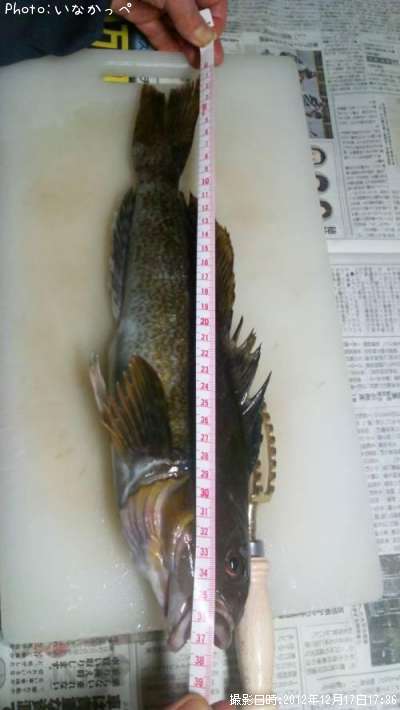 �����ʥ�