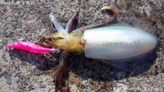 �����ꥤ��