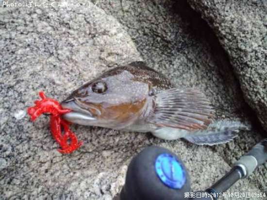 �����ʥ�