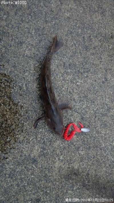 �����ʥ�