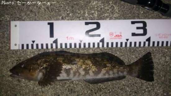 �����ʥ�