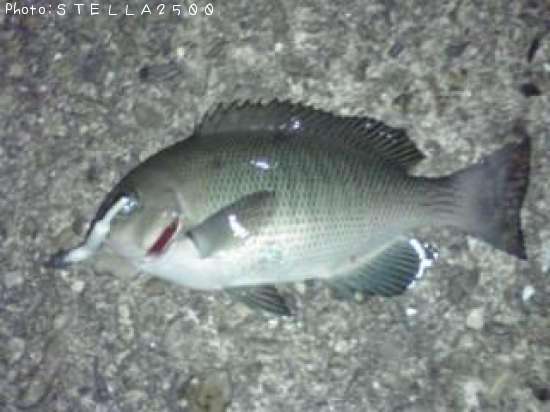 ���åѥ���