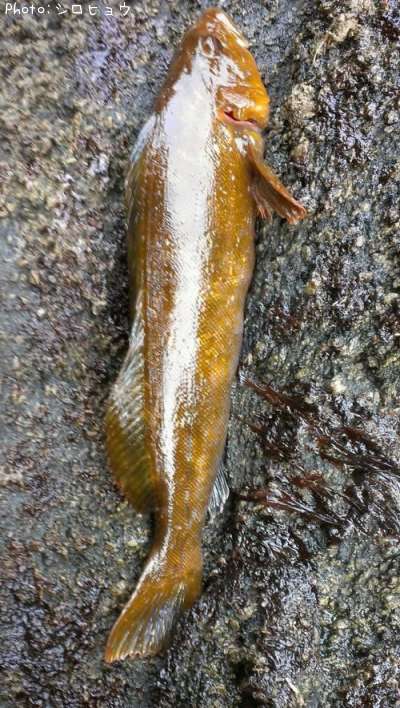 �����ʥ�