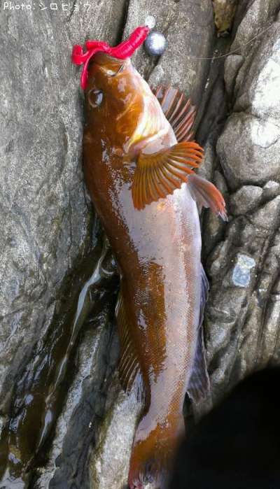 �����ʥ�