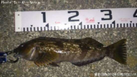 �����ʥ�