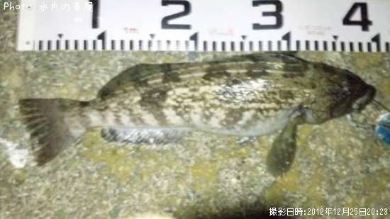 �����ʥ�