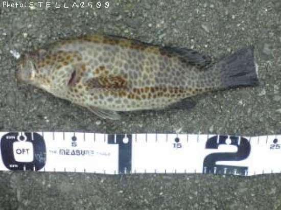 �������ϥ�