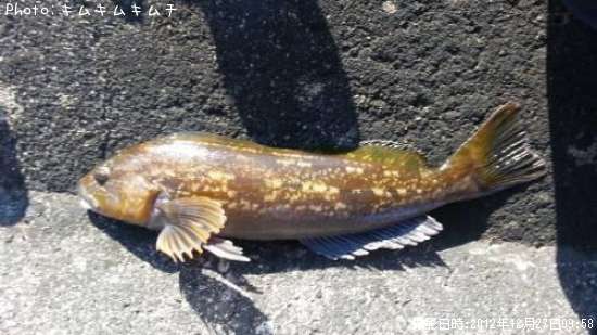 �����ʥ�