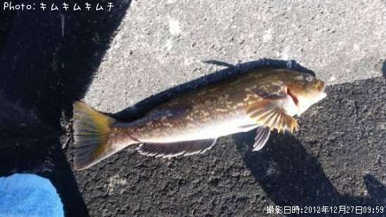 �����ʥ�