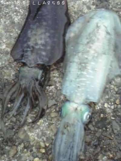 �����ꥤ��