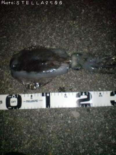 �����ꥤ��