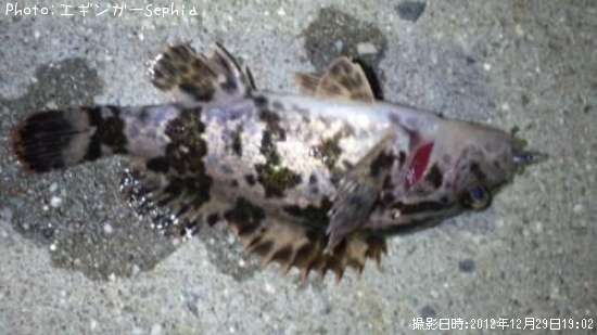 �����Υ���Х�