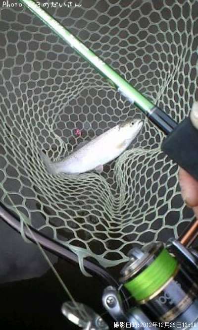 �쥤��ܡ��ȥ饦��