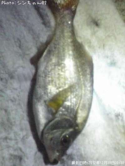 ���ߥ��ʥ�