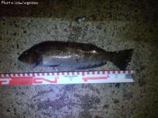 �����ʥ�