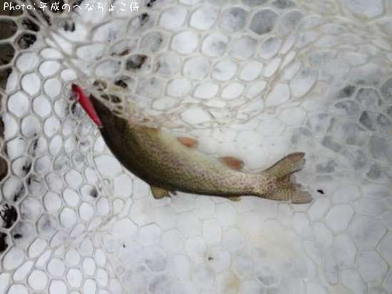 �쥤��ܡ��ȥ饦��