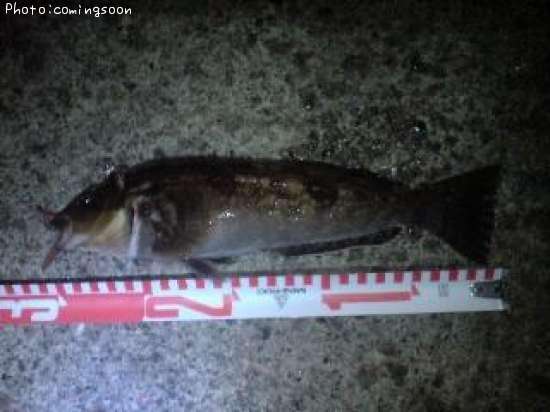 �����ʥ�