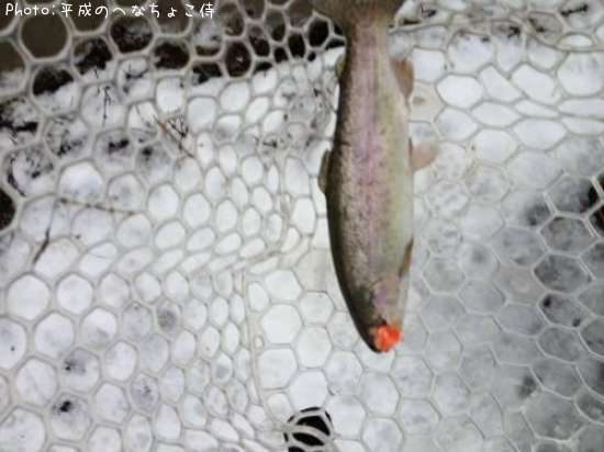 �쥤��ܡ��ȥ饦��