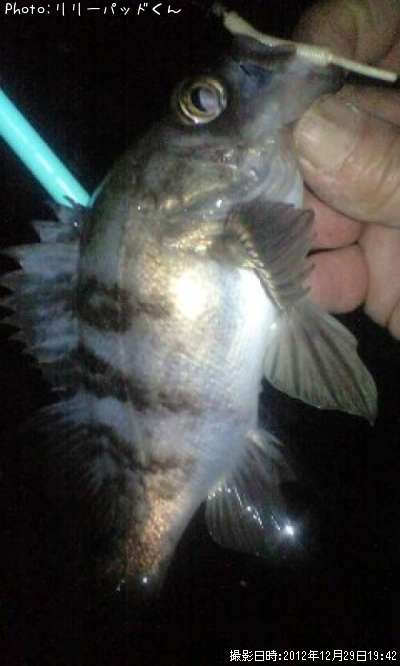 ��Х�����