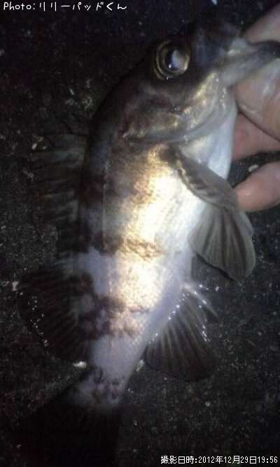 ��Х�����