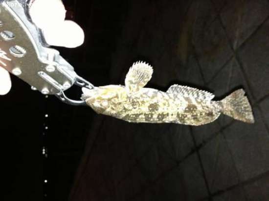 �����ʥ�