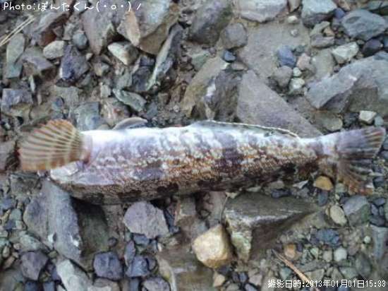 �����ʥ�