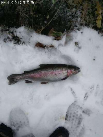 �쥤��ܡ��ȥ饦��