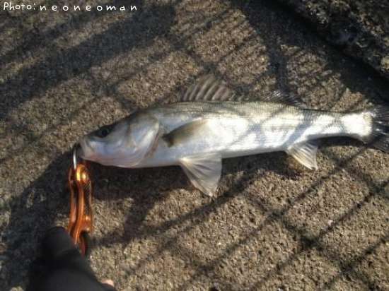 �����Х�