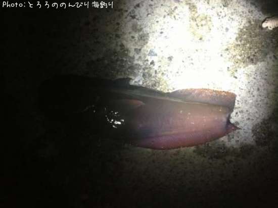 �������������ʥ�