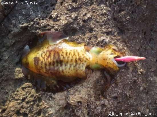 �����ꥤ��