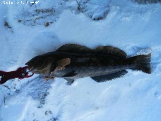 �����ʥ�