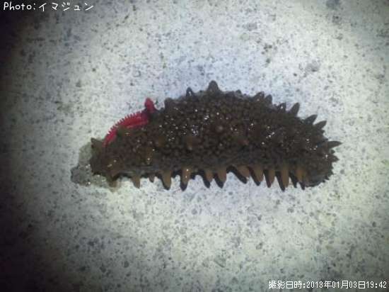 �����դ��ʥޥ�