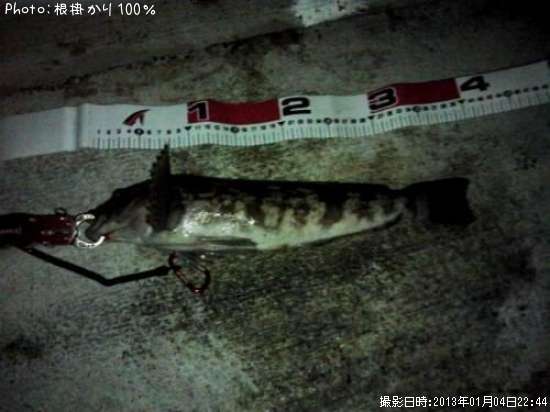 �����ʥ�