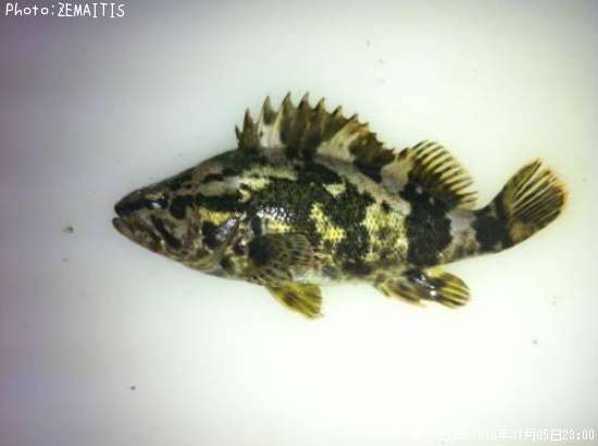 �٥å�������