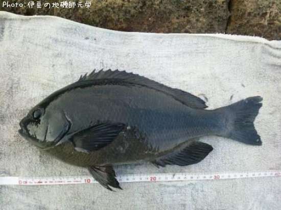 �����᥸��