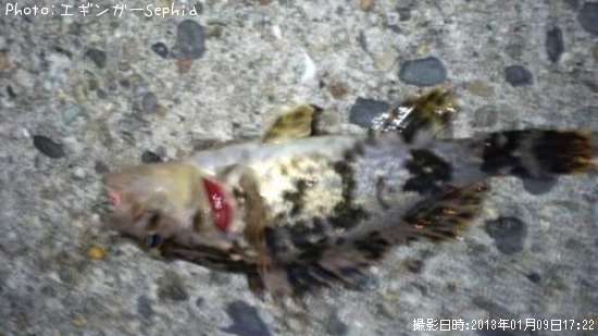 �����Υ���Х�