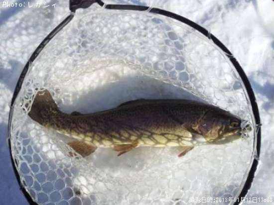 ���å��ȥ饦��