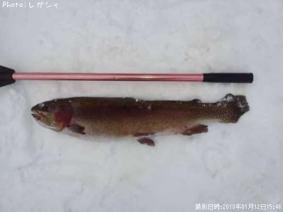 �쥤��ܡ��ȥ饦��