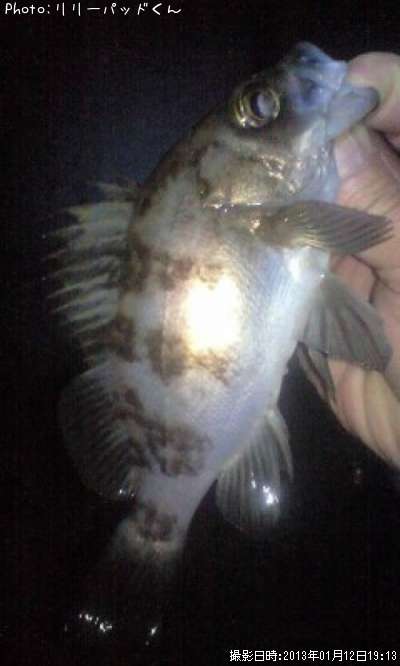 ��Х�����