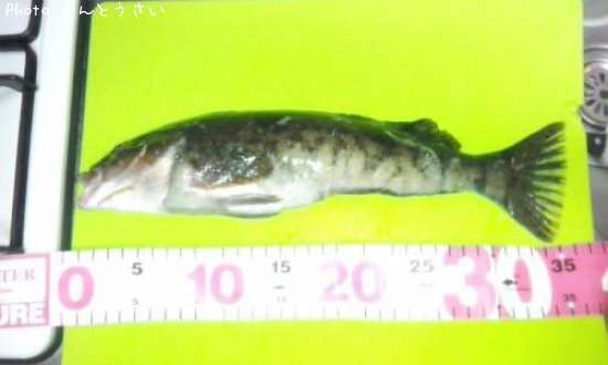 �����ʥ�