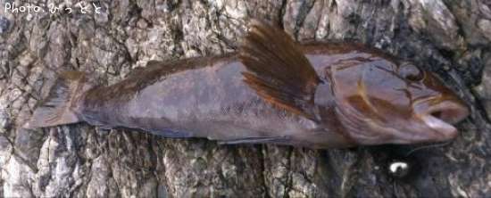 �����ʥ�