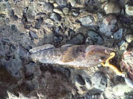 �����ʥ�