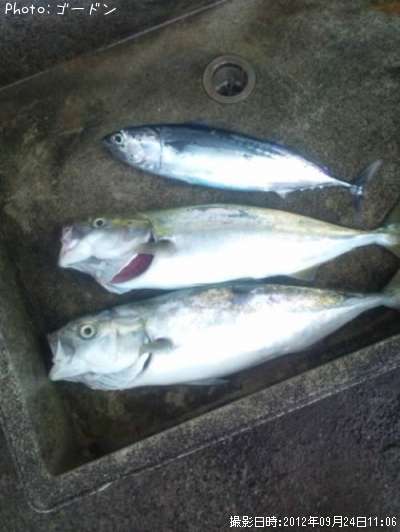 �ޡ̥參����