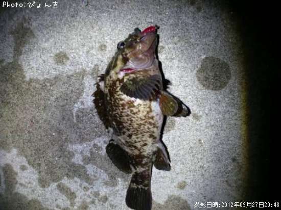 �٥å�������