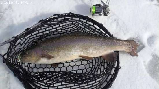 ���å��ȥ饦��