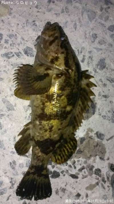 �٥å�������