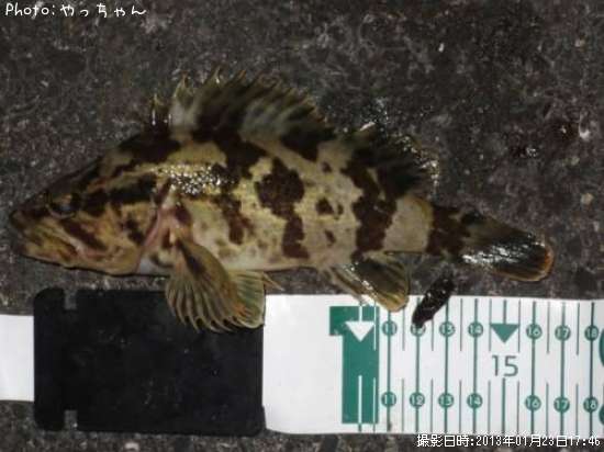 �����Υ���Х�